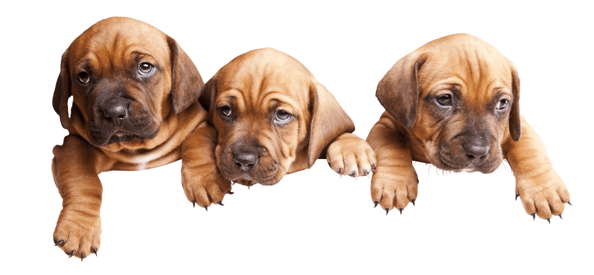 Mvh Header Dogs